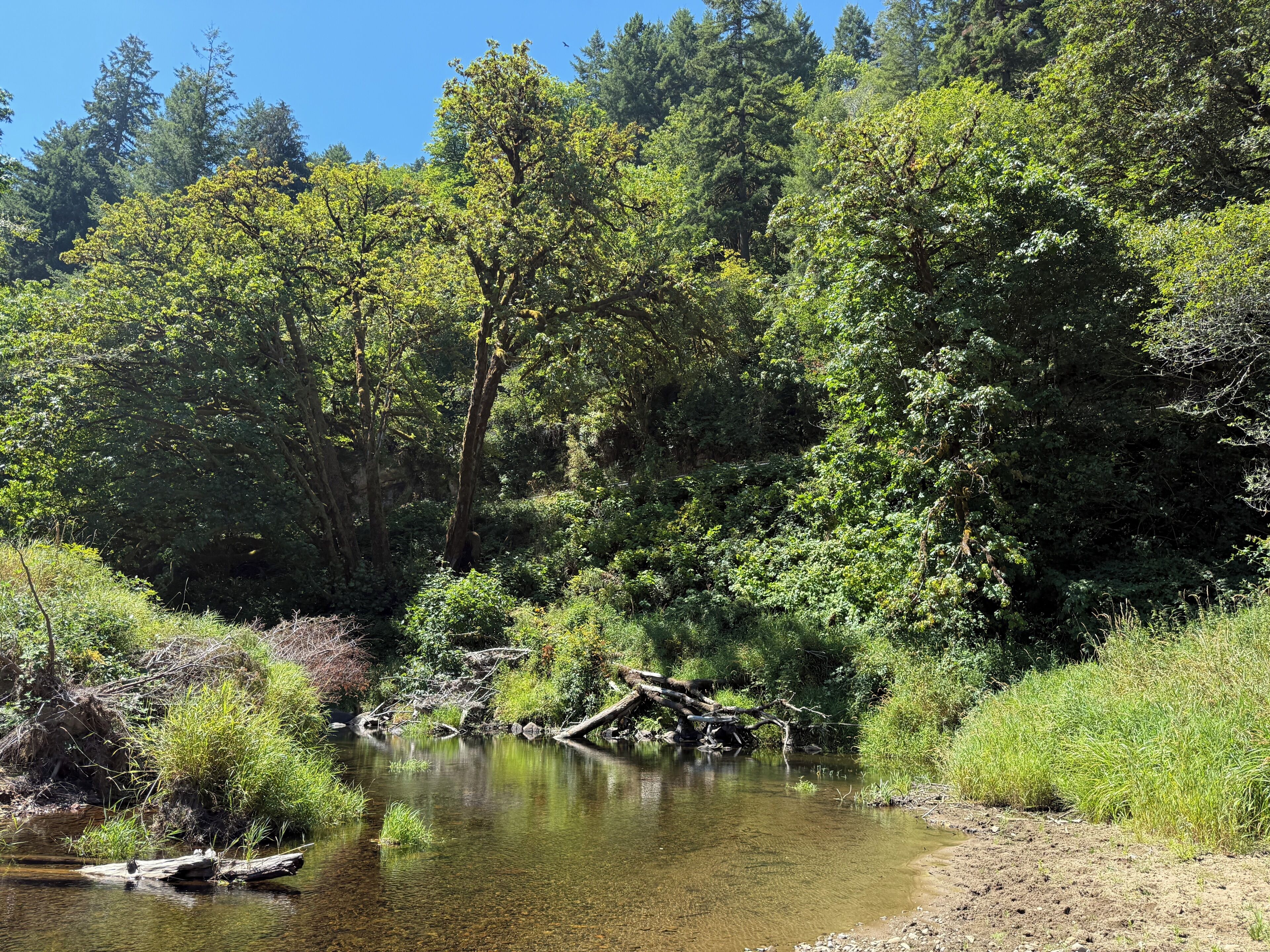 A natural landscape with a river, dense greenery, and trees.