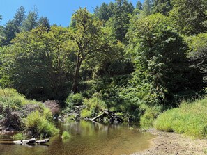 Paesaggio naturale con un fiume, vegetazione fitta e alberi.
