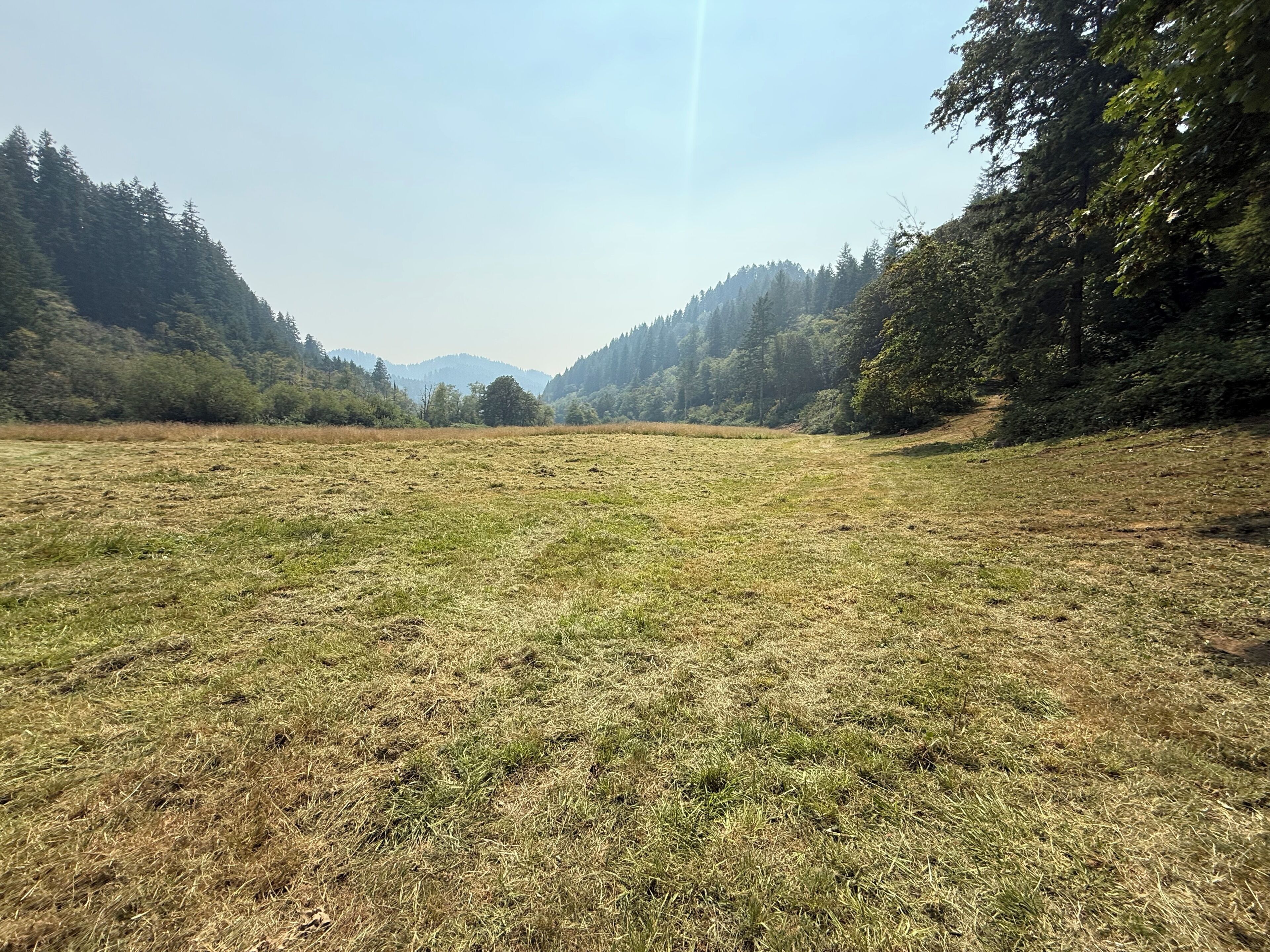 A natural landscape with a grassy field, dense forest on both sides, and a clear sky.