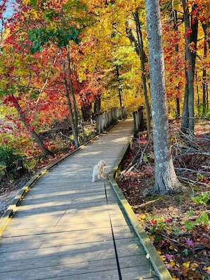 A wooden boardwalk through a forest with autumn foliage.