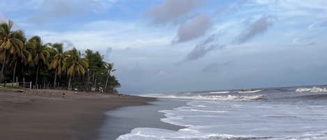 A beach with palm trees and waves.