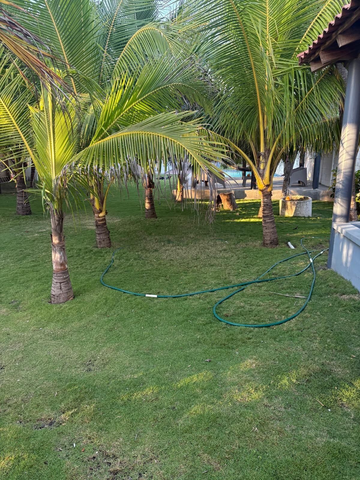 A well-maintained lawn with palm trees and a garden hose.