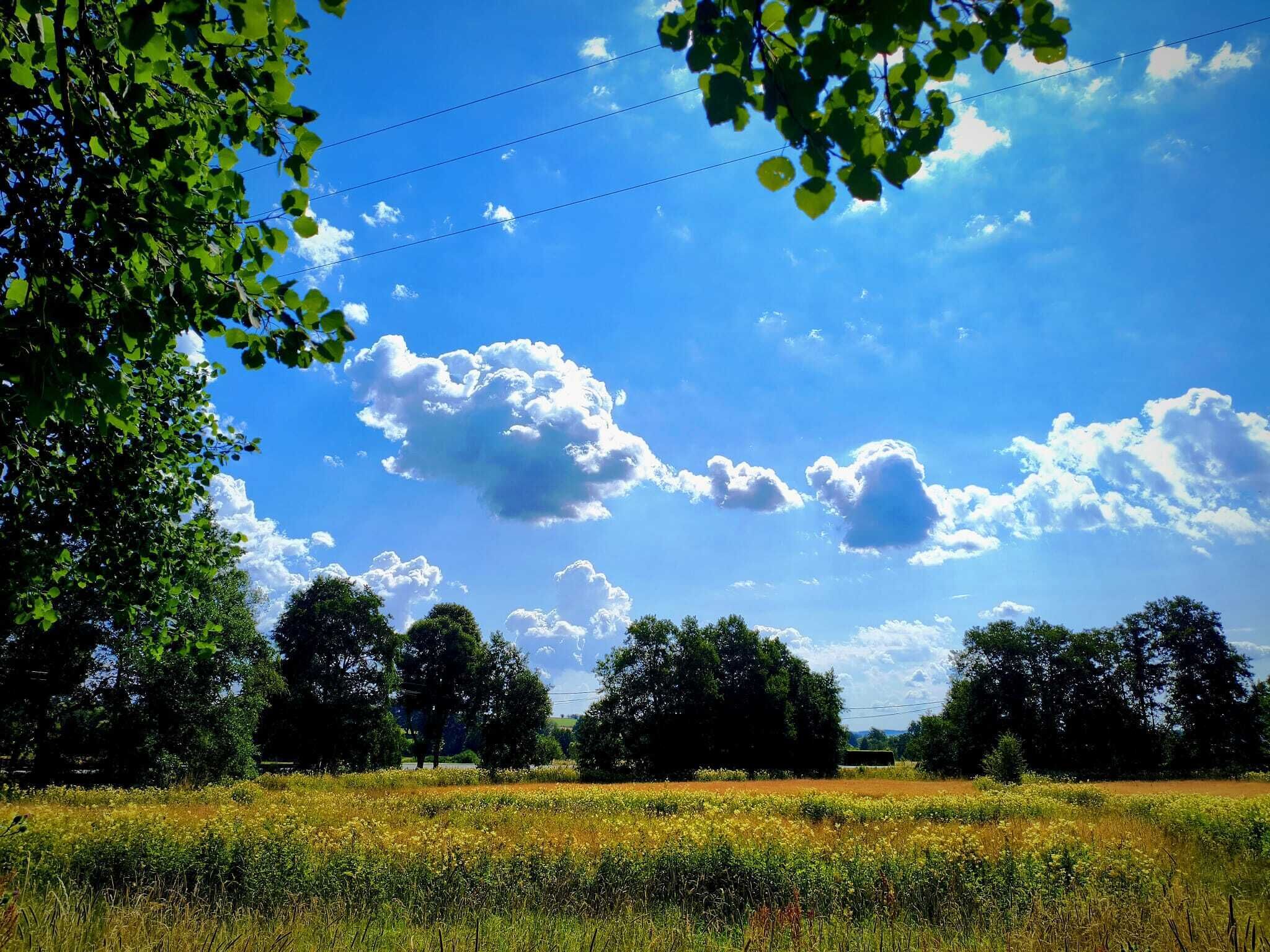 Een veld met bomen en een heldere lucht.