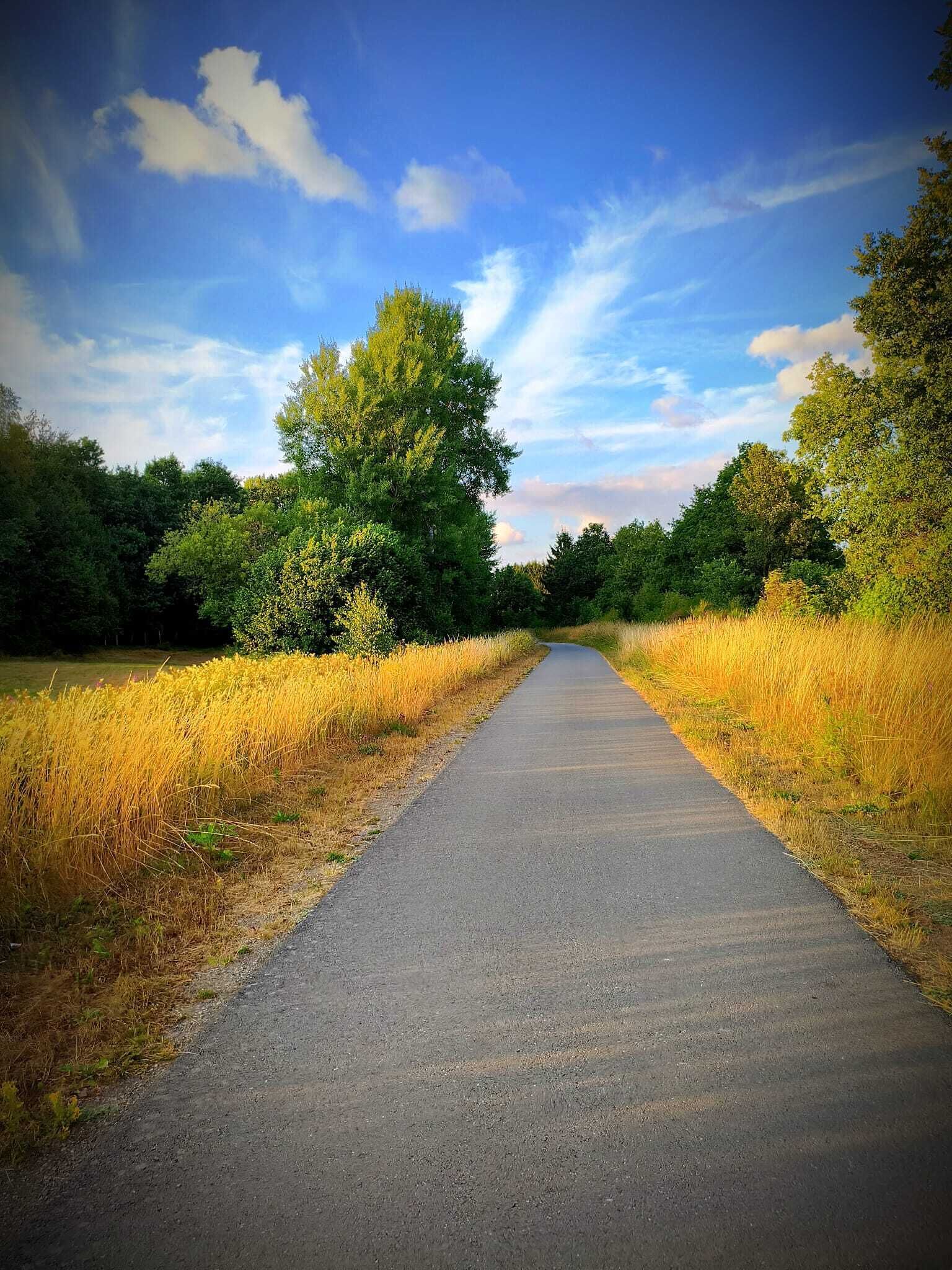 Ein gepflasterter Weg, der von hohem Gras und Bäumen gesäumt wird, unter klarem Himmel.