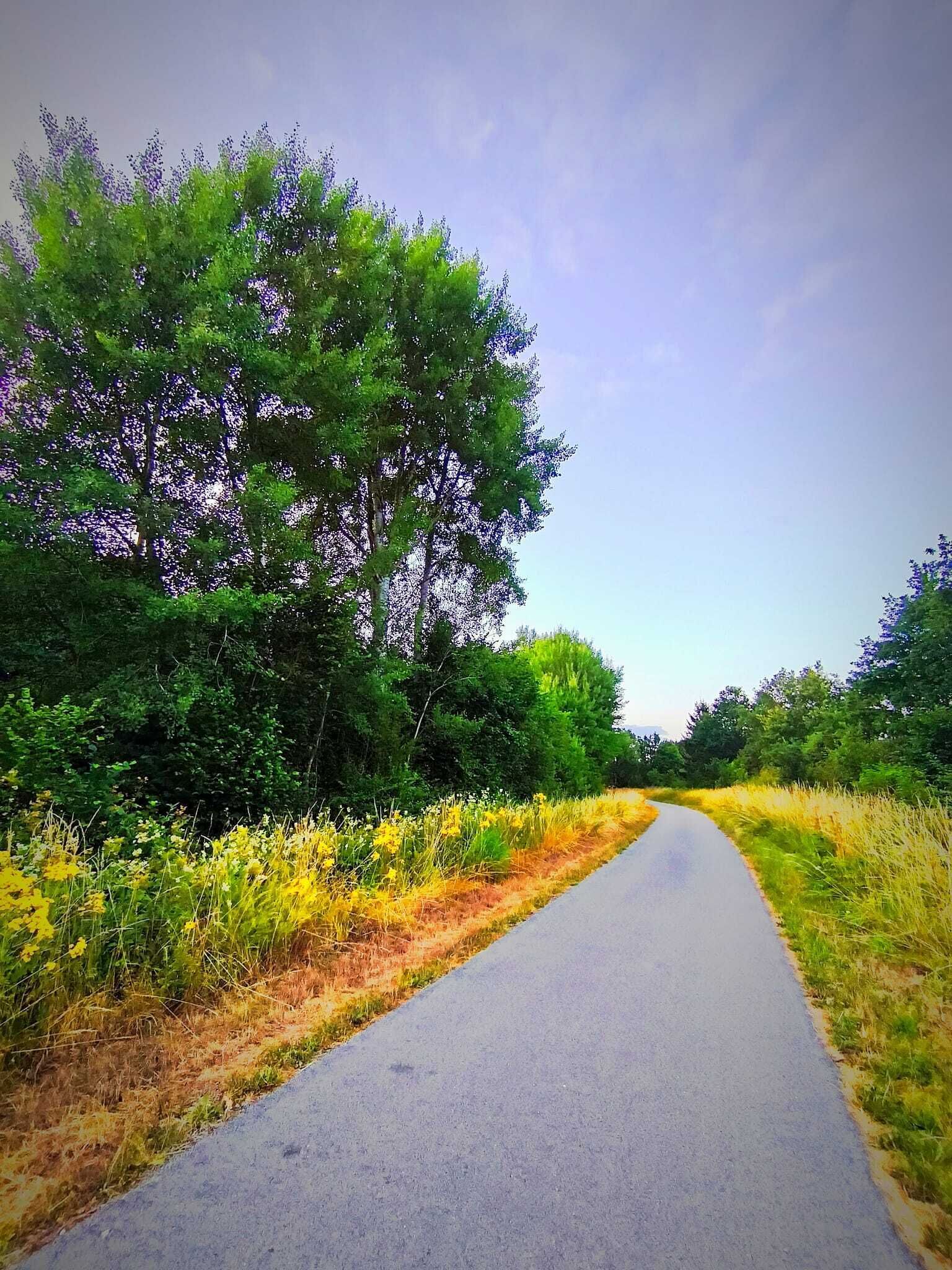 Una carretera pavimentada serpentea por un paisaje natural con abundante vegetación y flores silvestres.