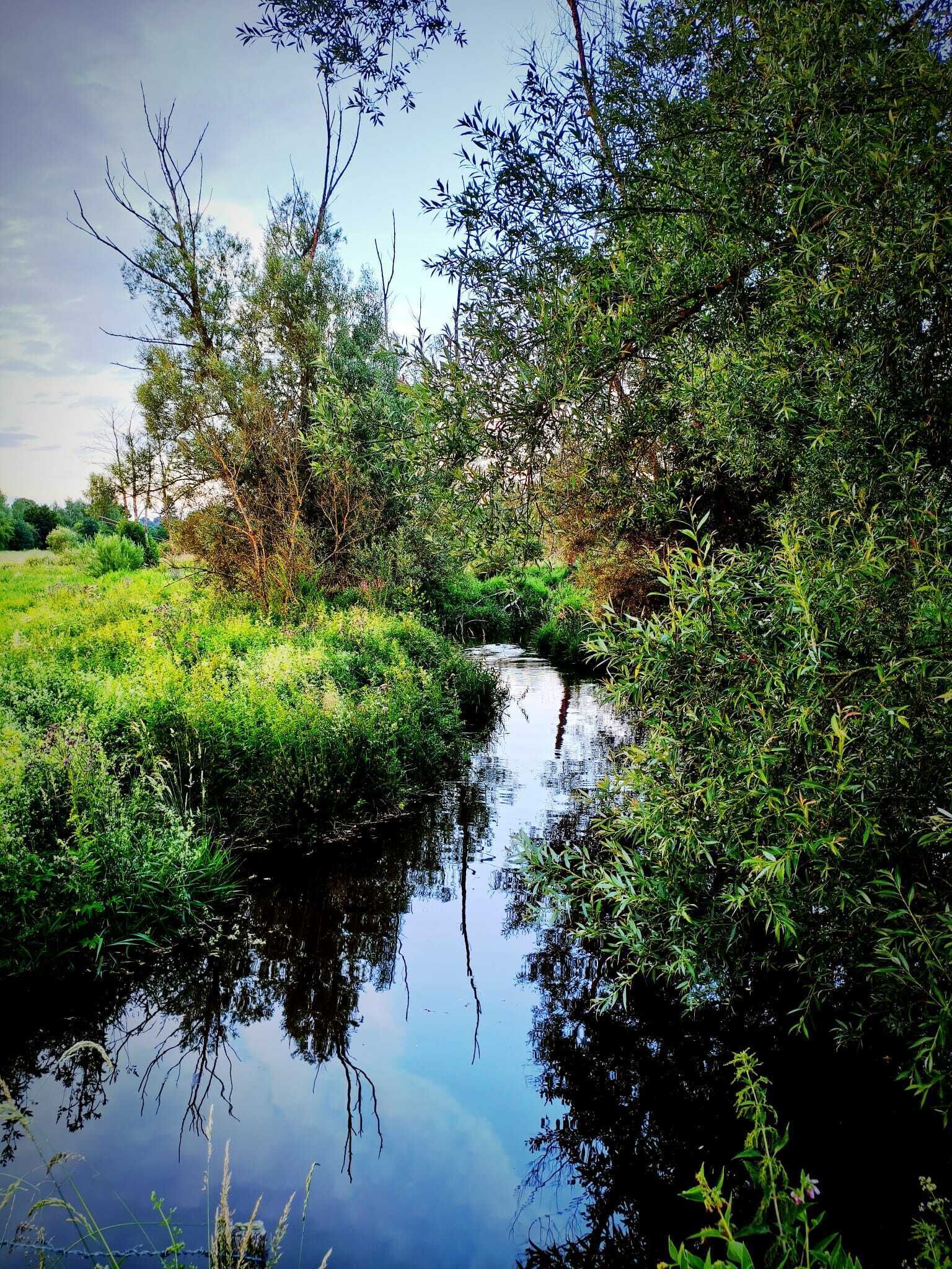 A calm river with dense foliage on both sides.