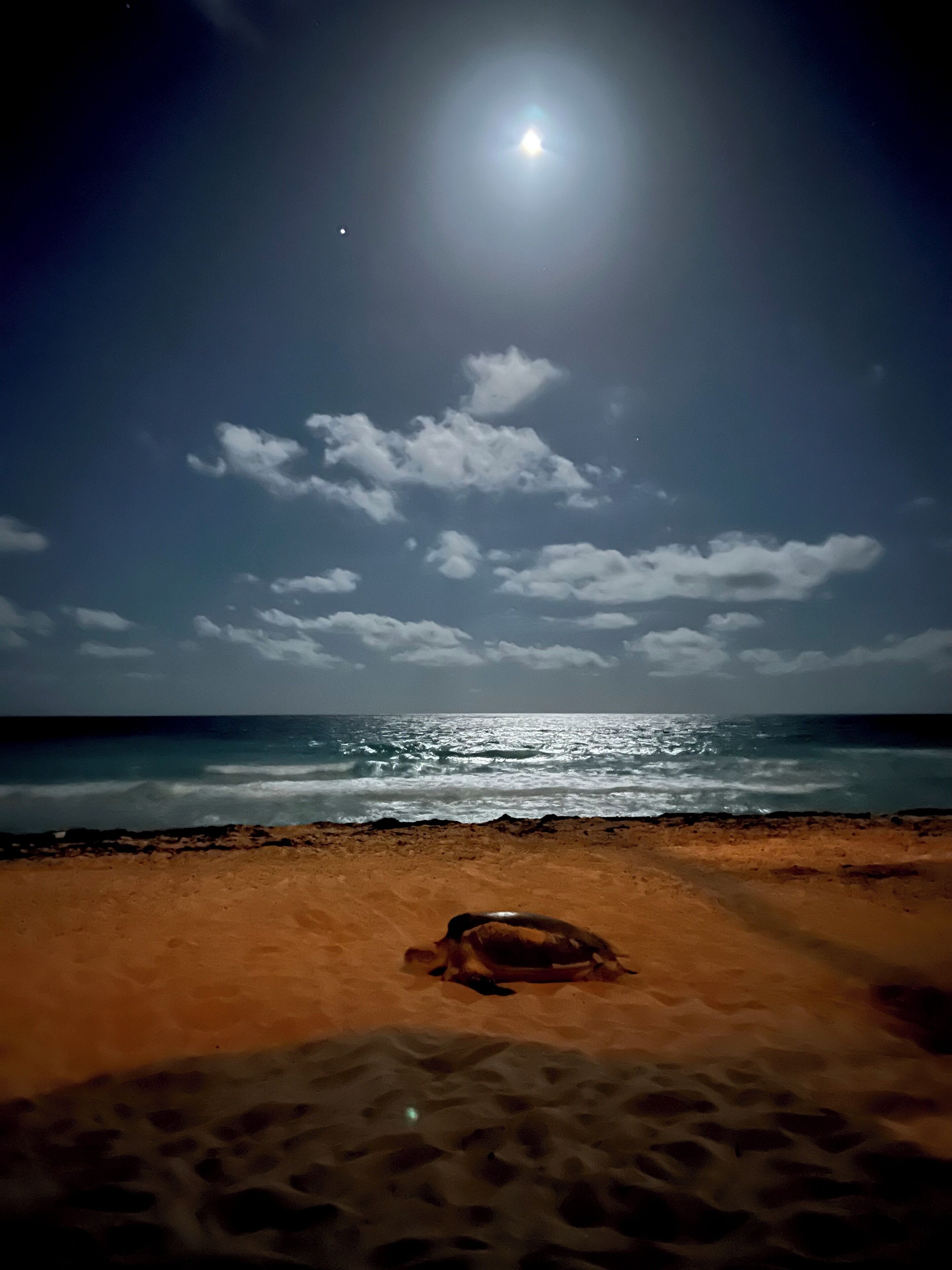 A beach at night with a visible turtle on the sand, a moon in the sky, and the ocean in the background.