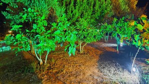 Ein Garten mit verschiedenen Bäumen und Sträuchern, beleuchtet durch künstliches Licht.