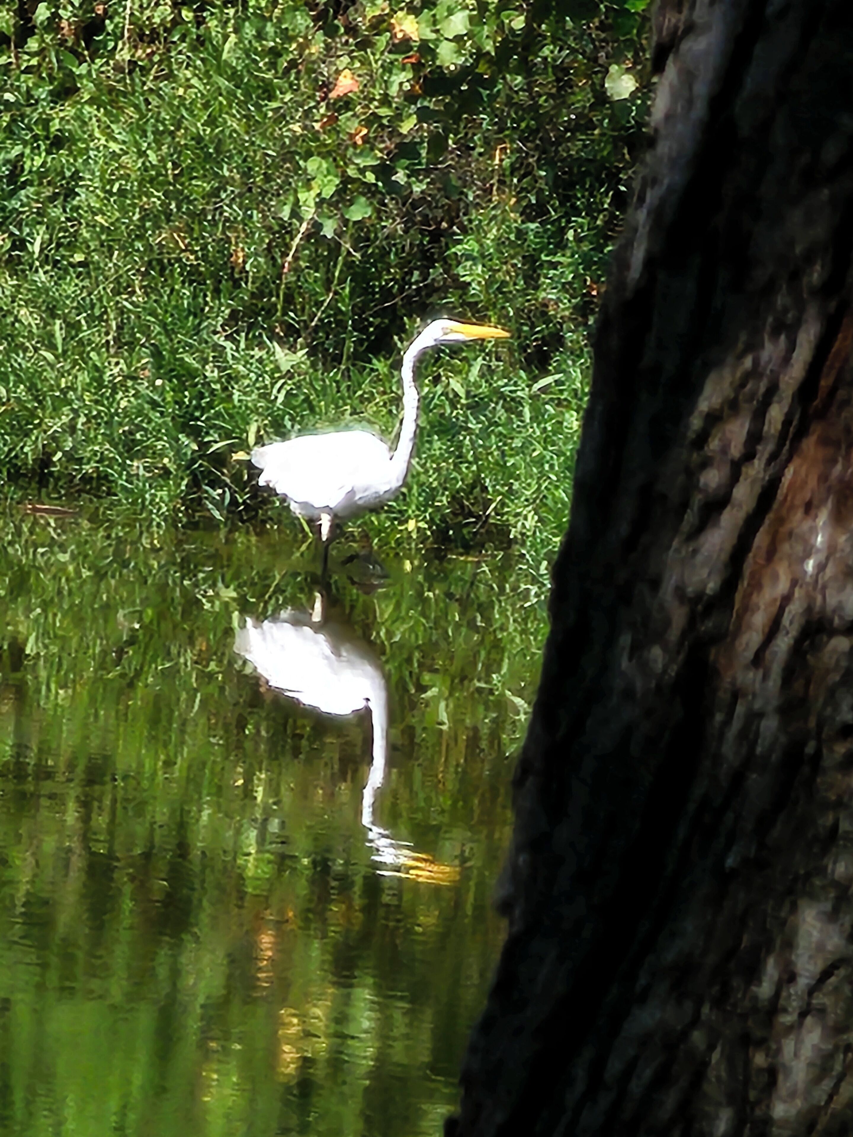 A bird standing in water with a reflection, surrounded by greenery.