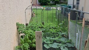 Área de jardim cercada, com diversas plantas e uma cesta de basquete ao fundo.