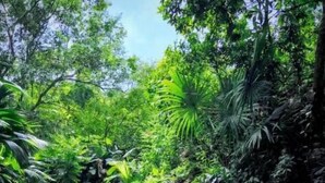 Una persona sentada sobre una roca en un entorno natural, con follaje y agua.
