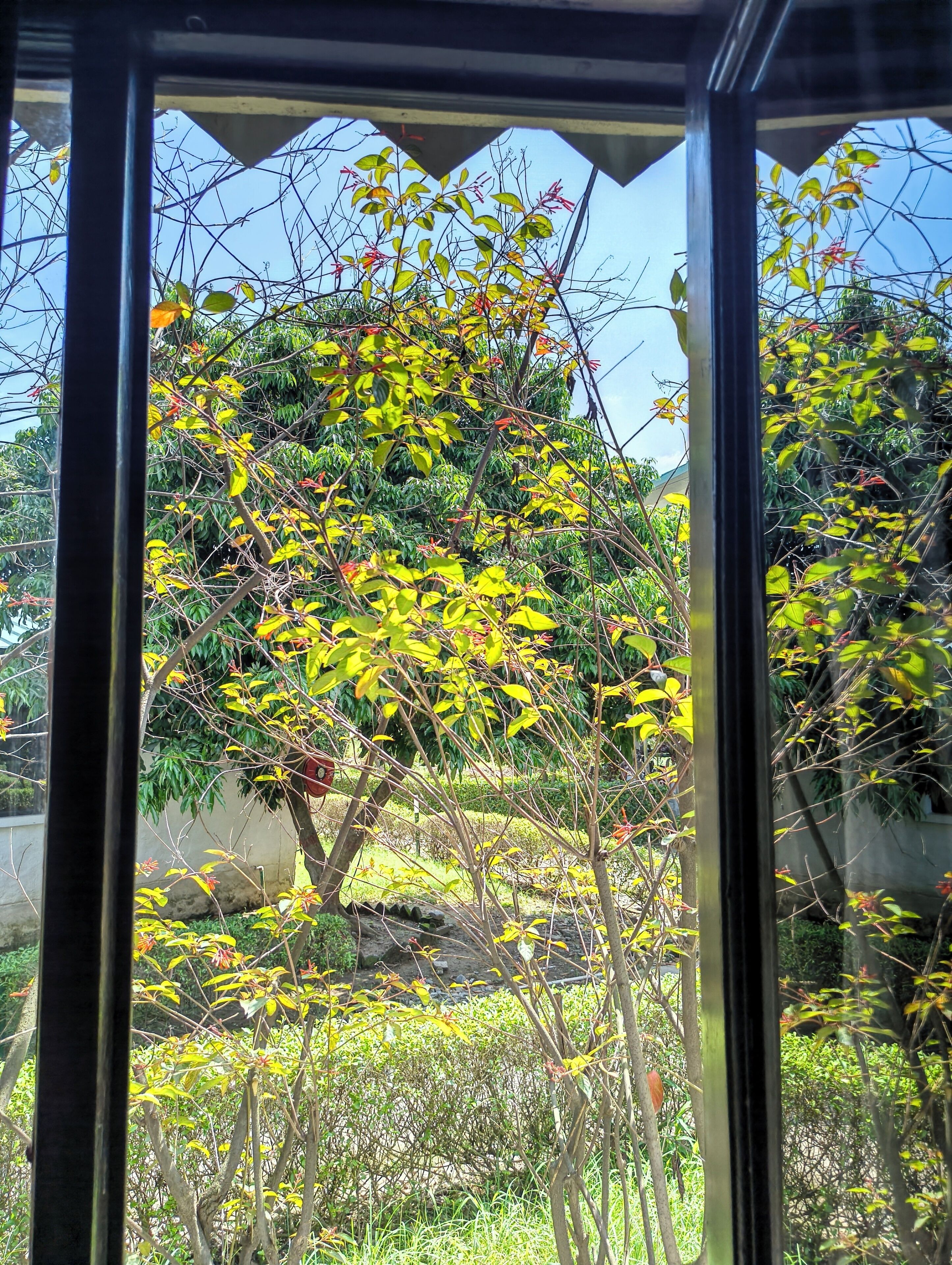 A view through a window with a metal frame, displaying a garden with various trees and shrubs.