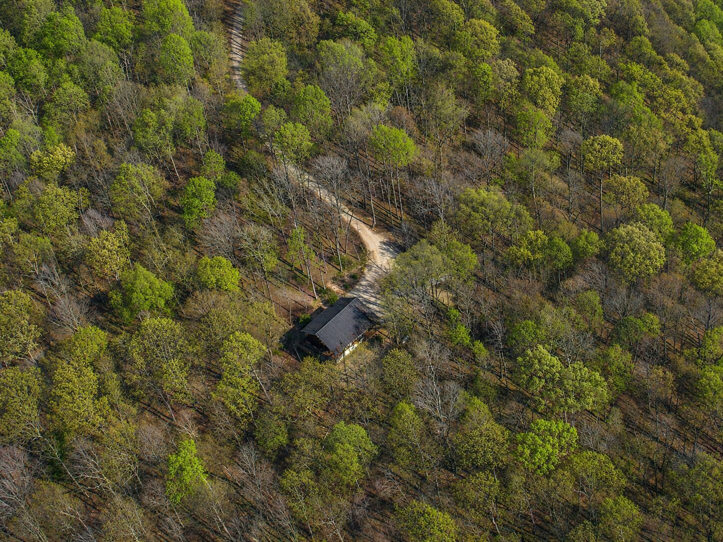 A remote cabin surrounded by dense forest, accessible by a narrow dirt path.