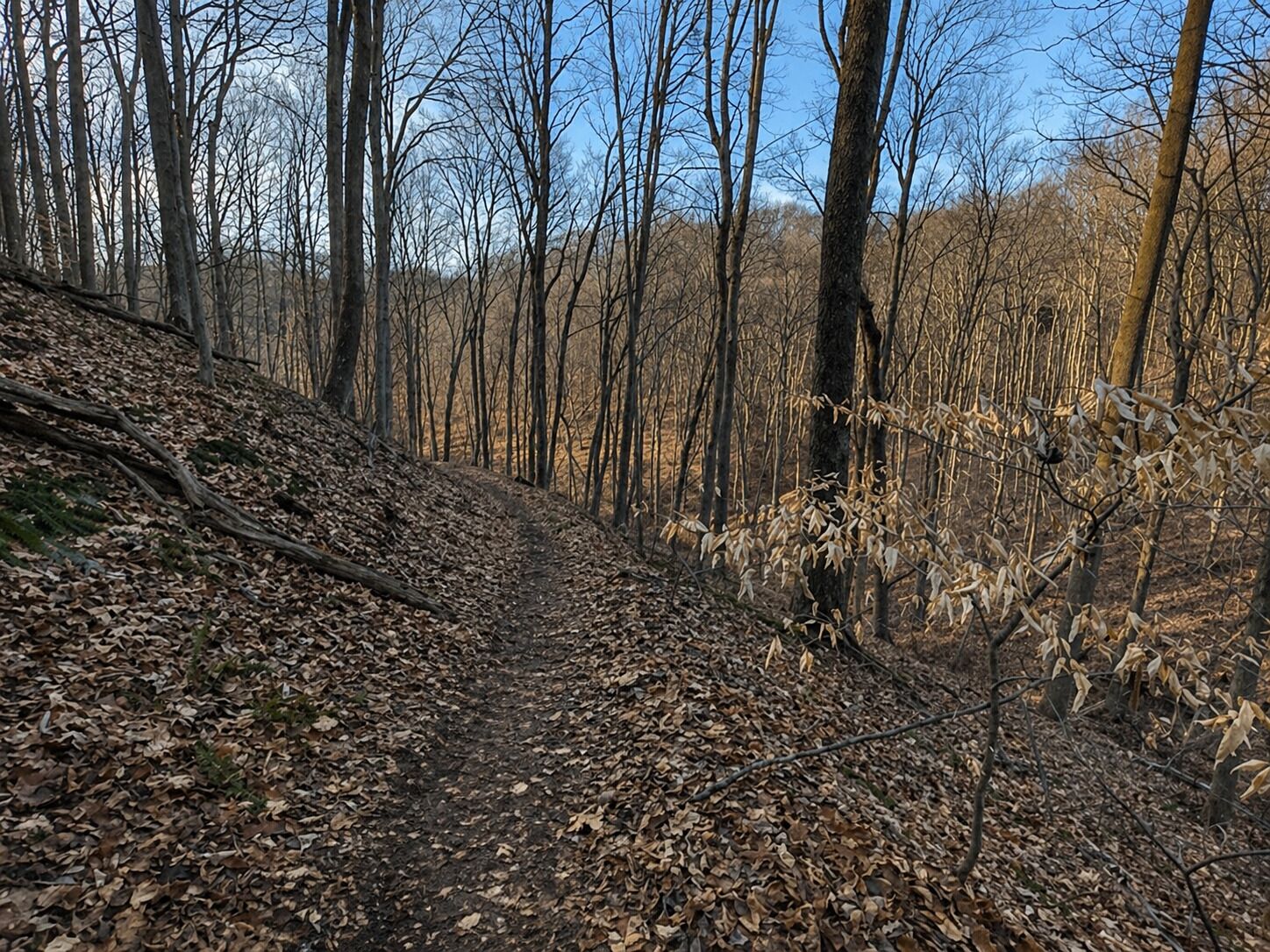 A forested area with a dirt path.