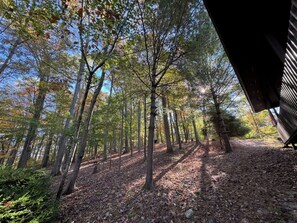 A forested area with a path leading through trees, a bench, and a building structure in the background.