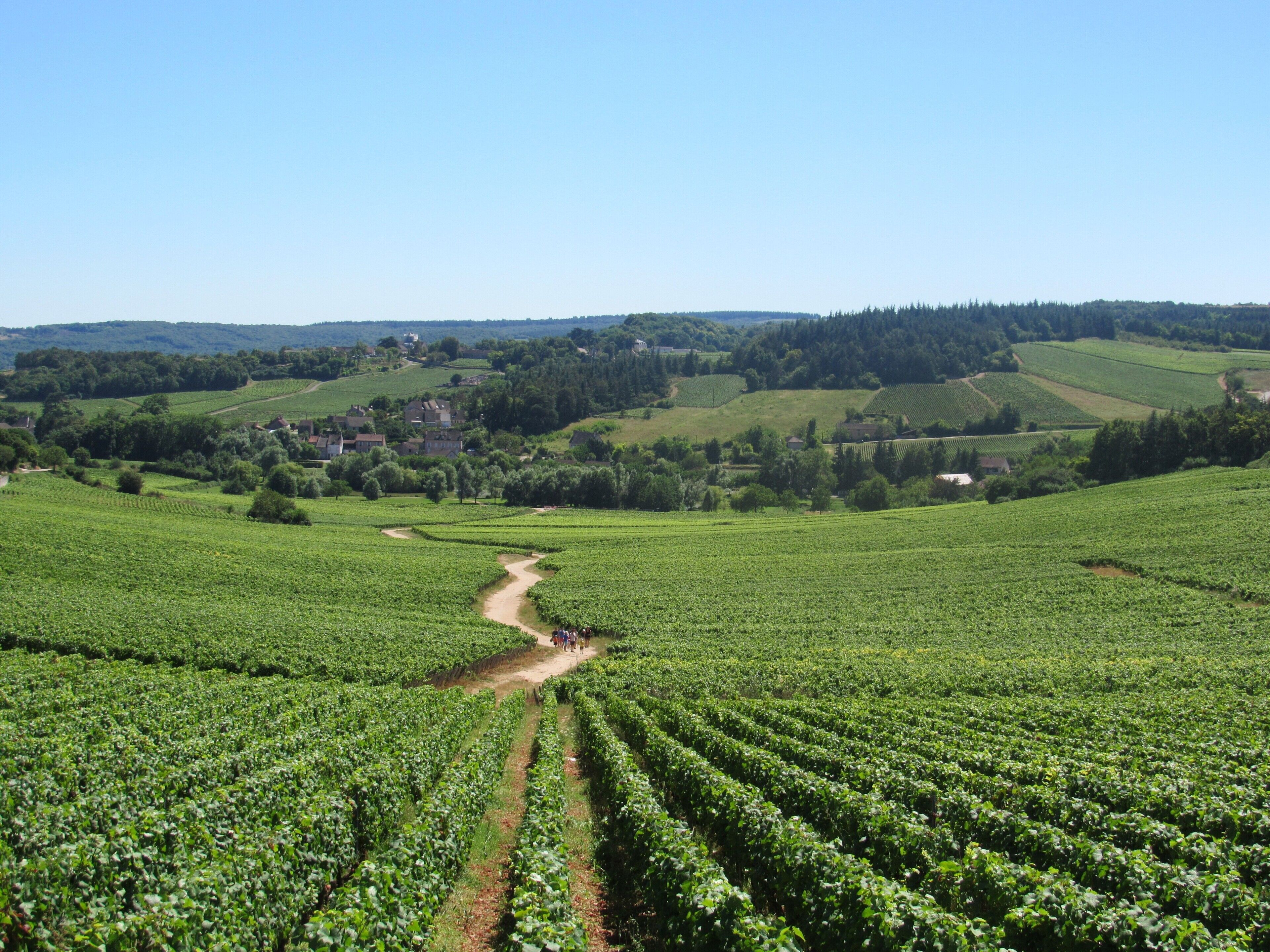 A vineyard with rows of grapevines and a dirt path leading through it.