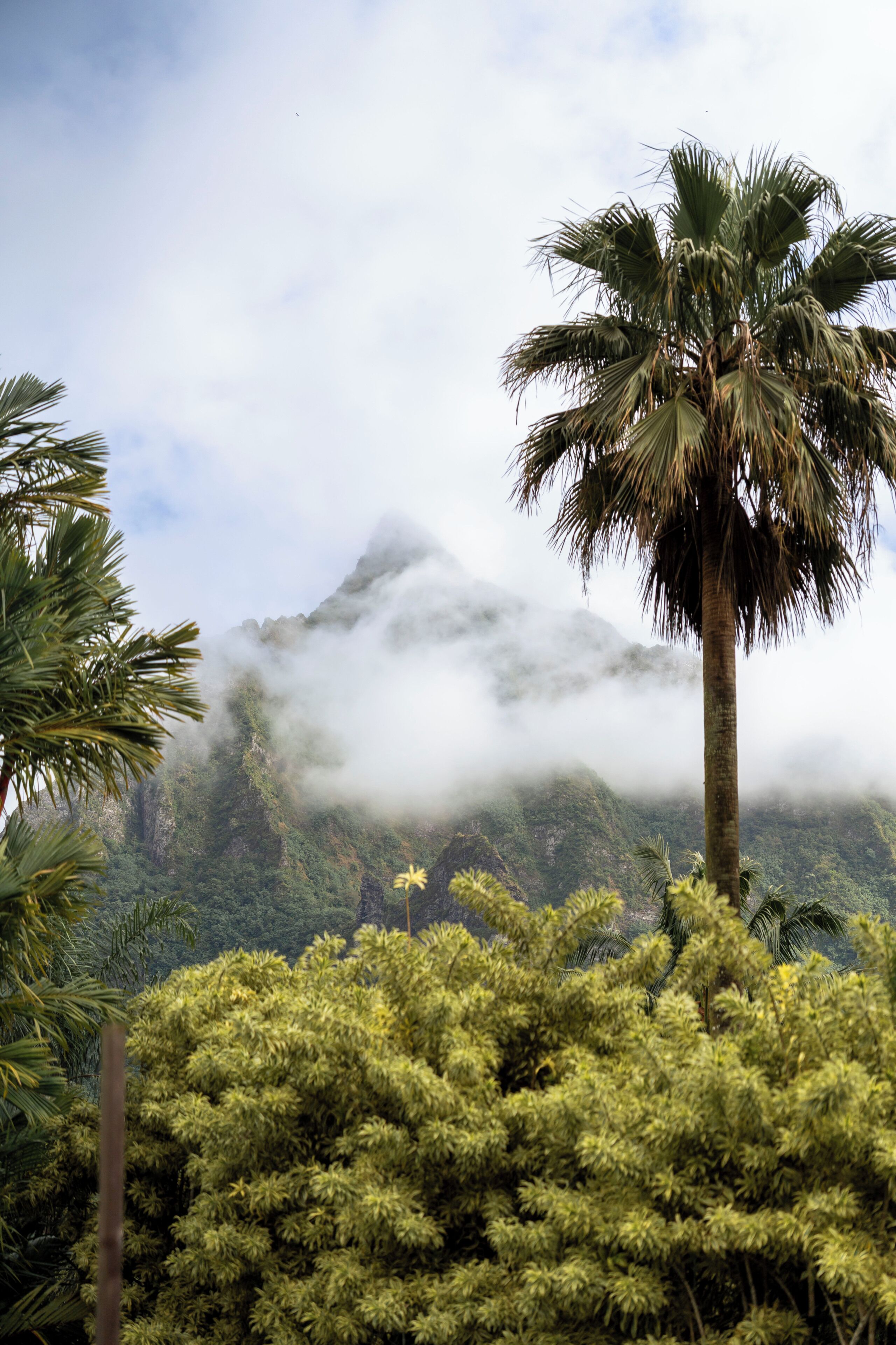 A mountain with clouds, a palm tree, and dense green foliage.