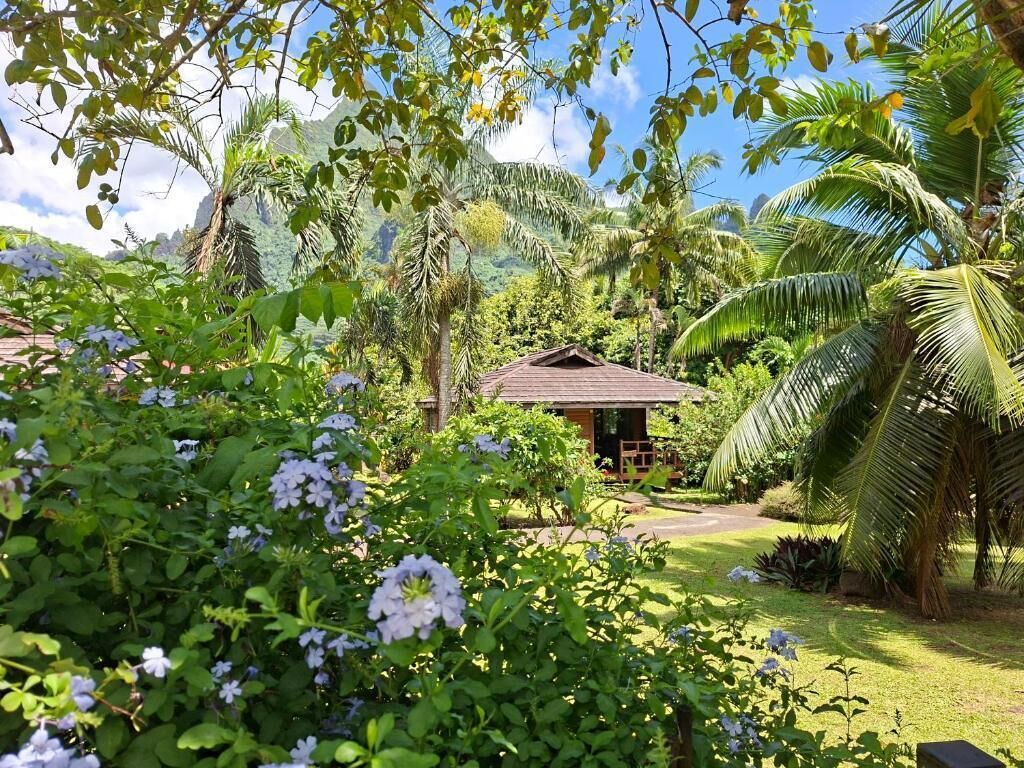 Un jardin tropical doté d’une structure en bois, d’une végétation luxuriante et d’un ciel dégagé.