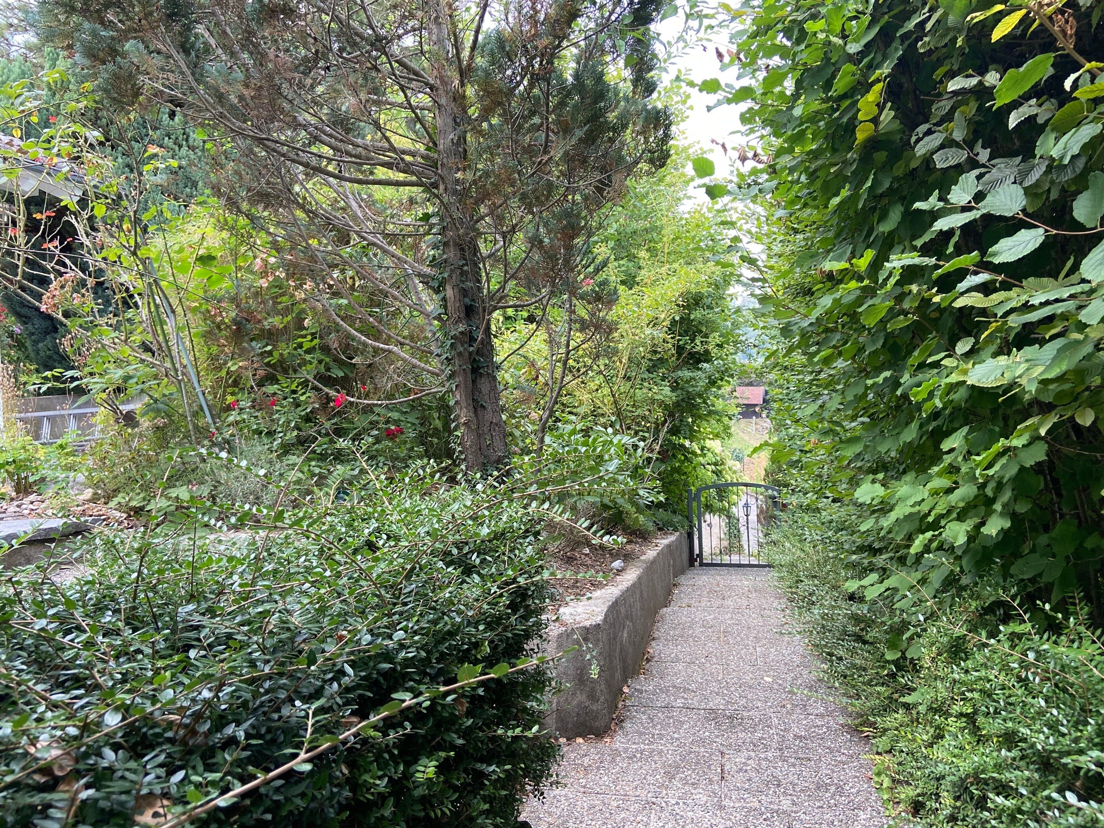 Un camí estret delimitat per vegetació abundant i una paret de pedra, que condueix a un edifici amb entrada visible.