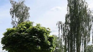 A landscaped garden with a central tree, stone benches, and a pool in the background. - Rebstock Apartment at the Lahmer August Winery (Kretzschau)