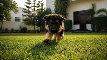 Pet-friendly