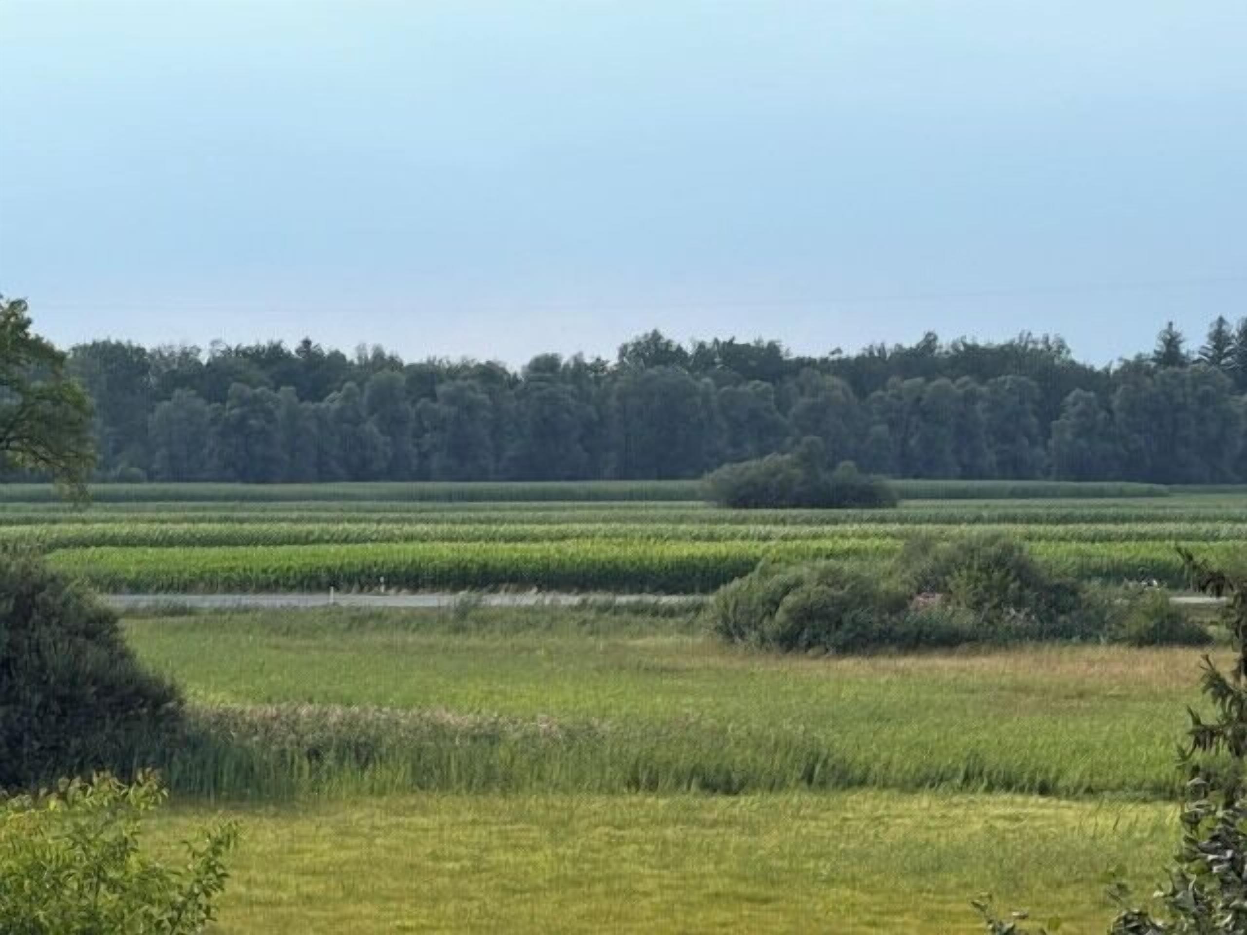 Un champ avec une rangée d’arbres en arrière-plan.