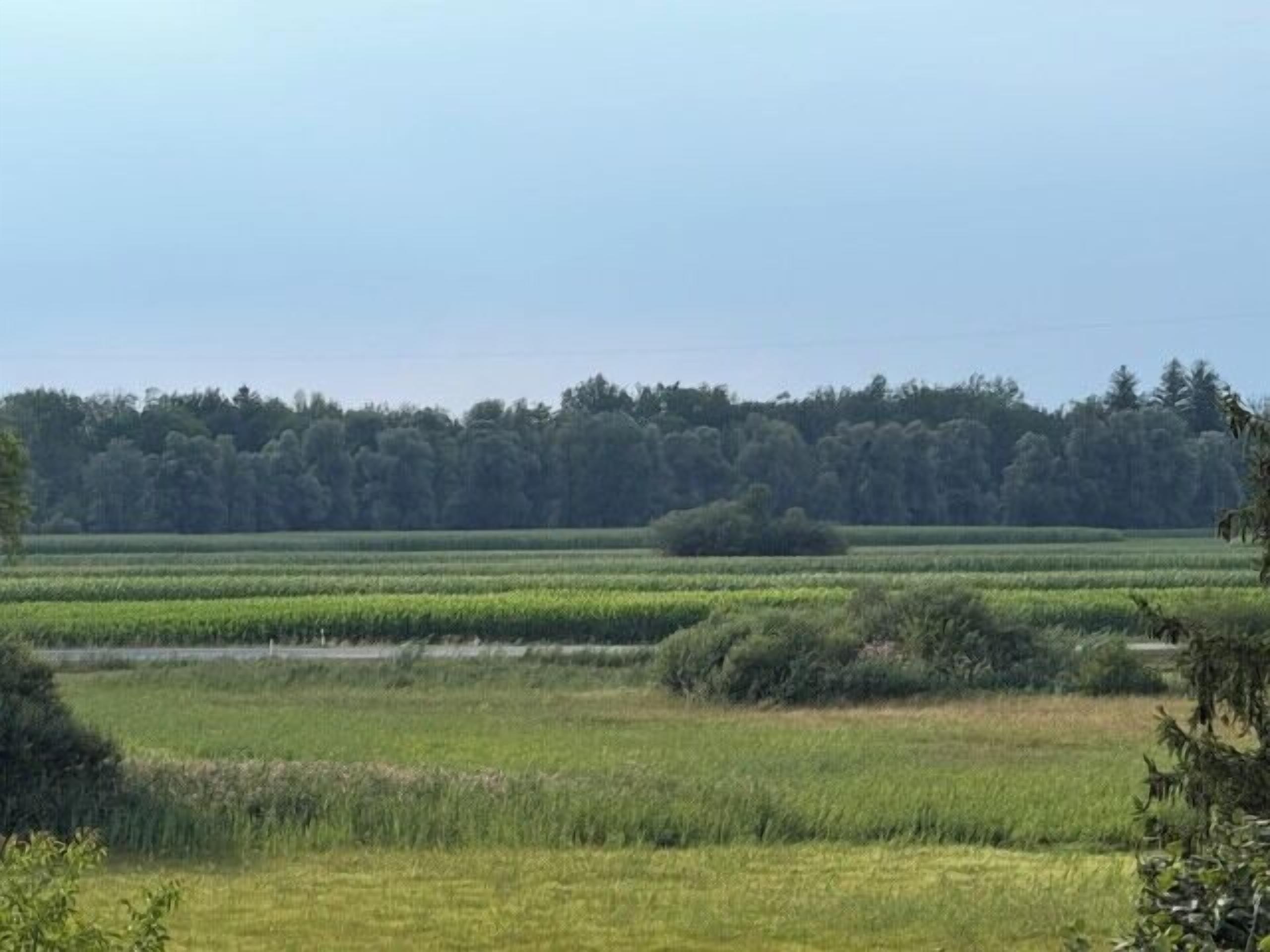 A flat landscape with multiple fields and a line of trees in the distance.