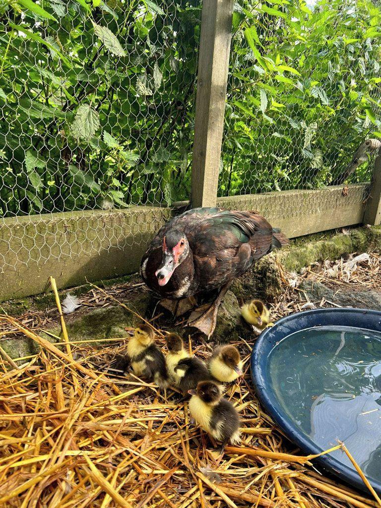A bird with chicks in a fenced area with a water dish.