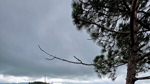 A lush green landscape with a prominent tree trunk and dense foliage. - Pine Wood Nirvana Jungle Resorts (Shimla)