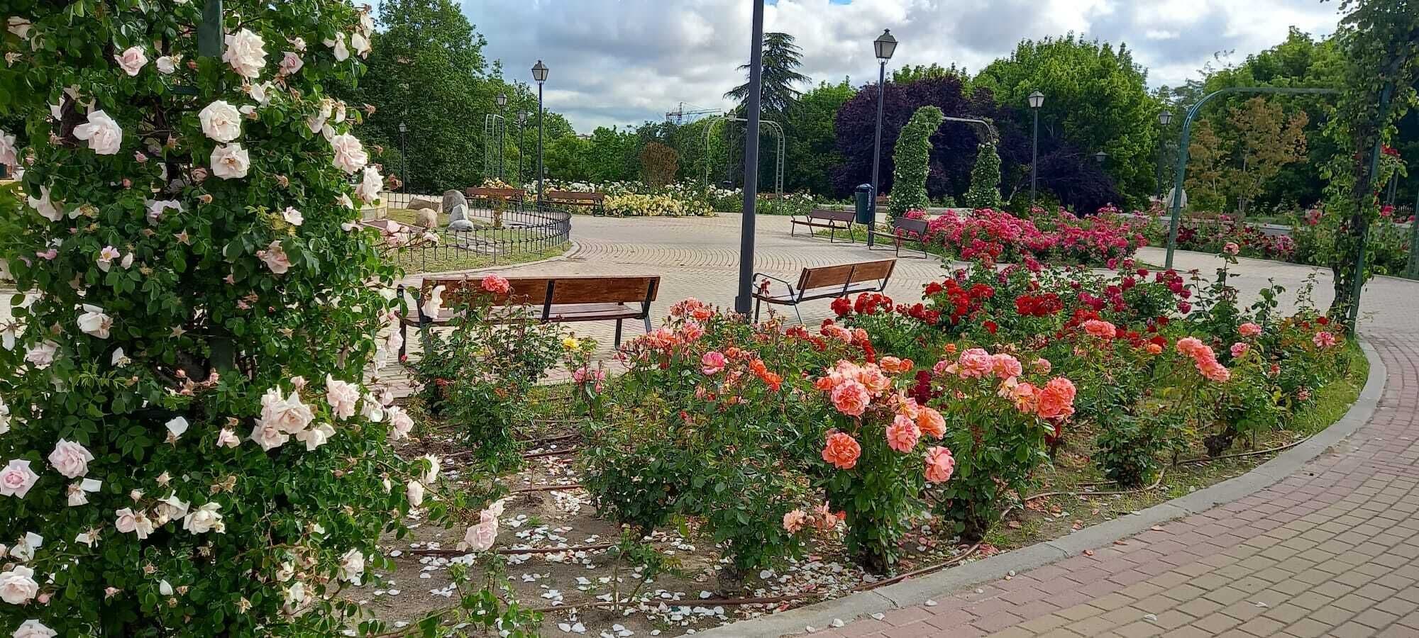 Un parc avec des bancs, un chemin pavé et des arbustes en fleurs.