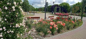A park with benches, a paved walkway, and flowering bushes.