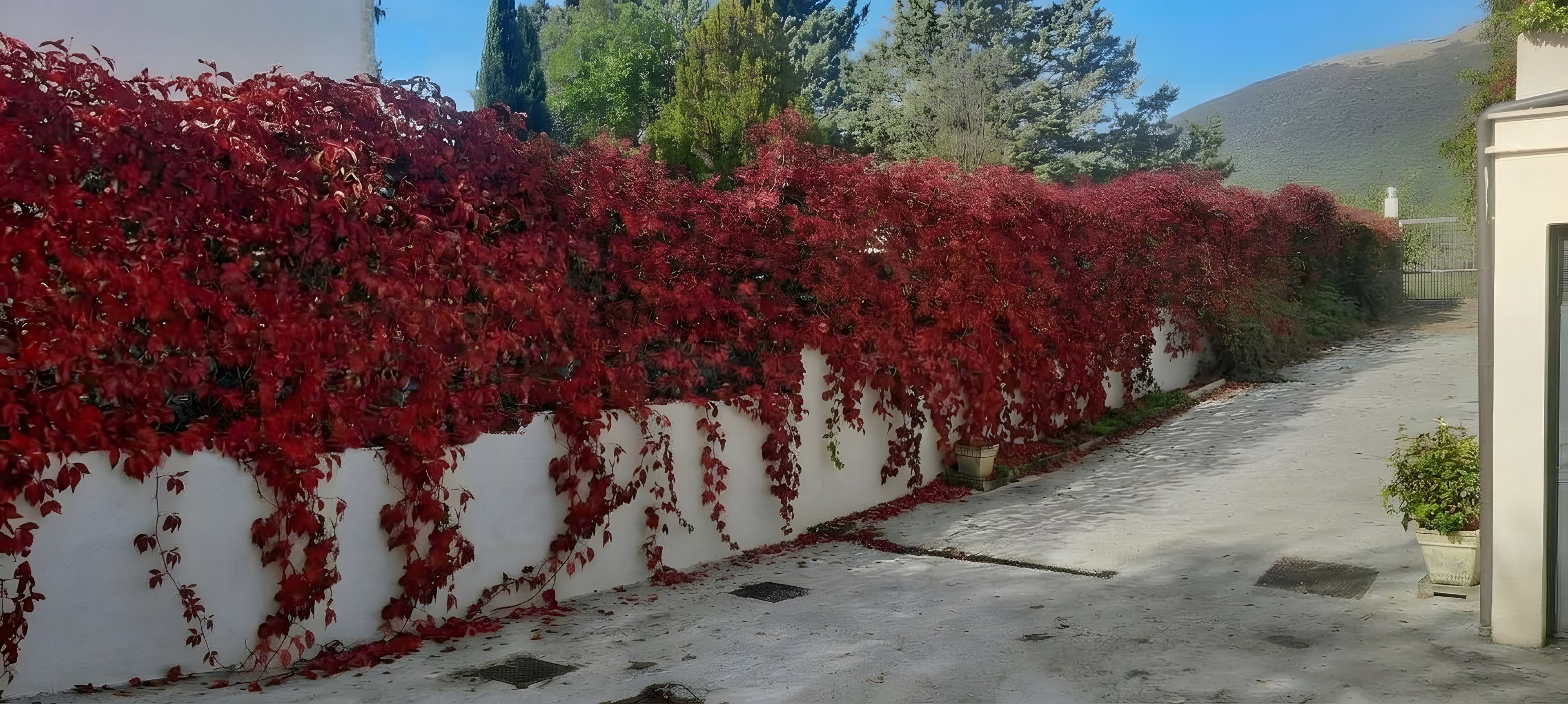 Un sendero flanqueado por un muro cubierto de follaje rojo.
