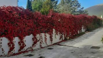 Un sendero flanqueado por un muro cubierto de follaje rojo.