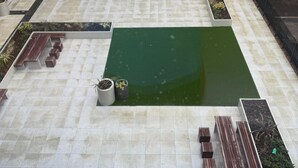 Una terraza en la azotea con piscina, zonas de estar y plantas en macetas.