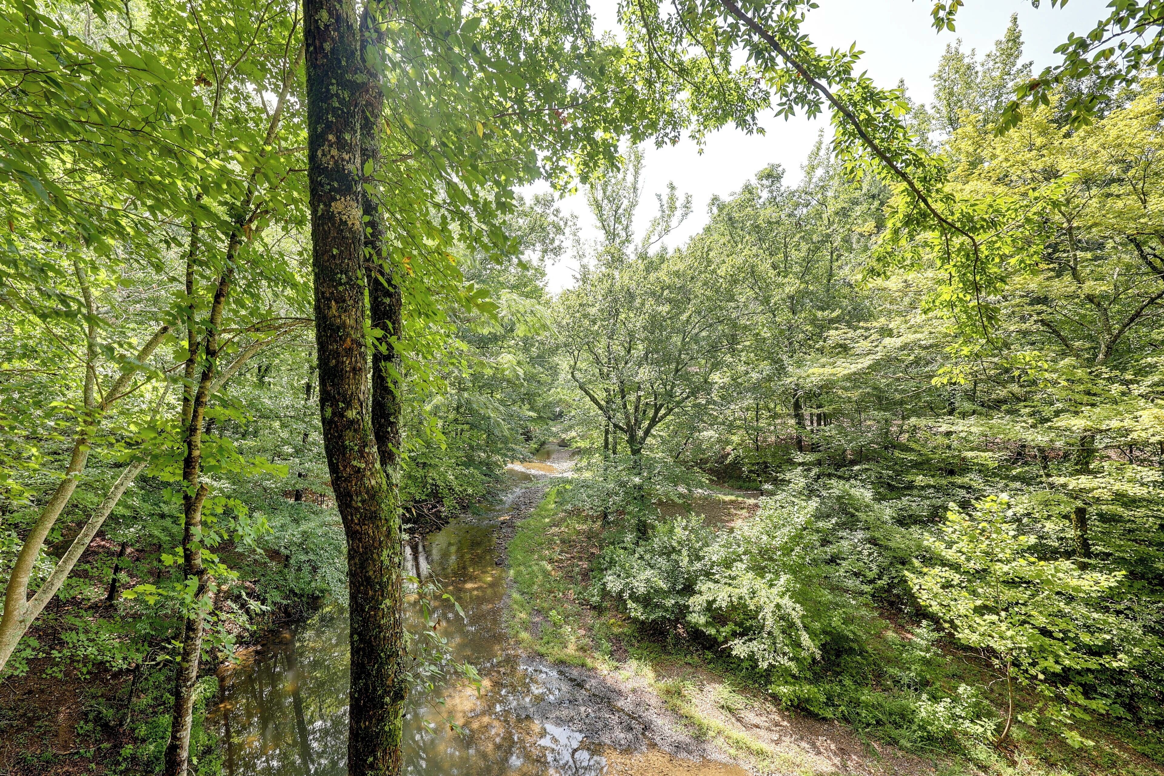 A forested area with a stream, dense foliage, and a clear sky.