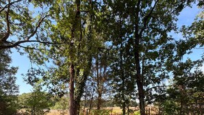 A natural outdoor area with trees and a ground covered in dry leaves. - L'Évidence - Love Room & Spa (Chaveignes)