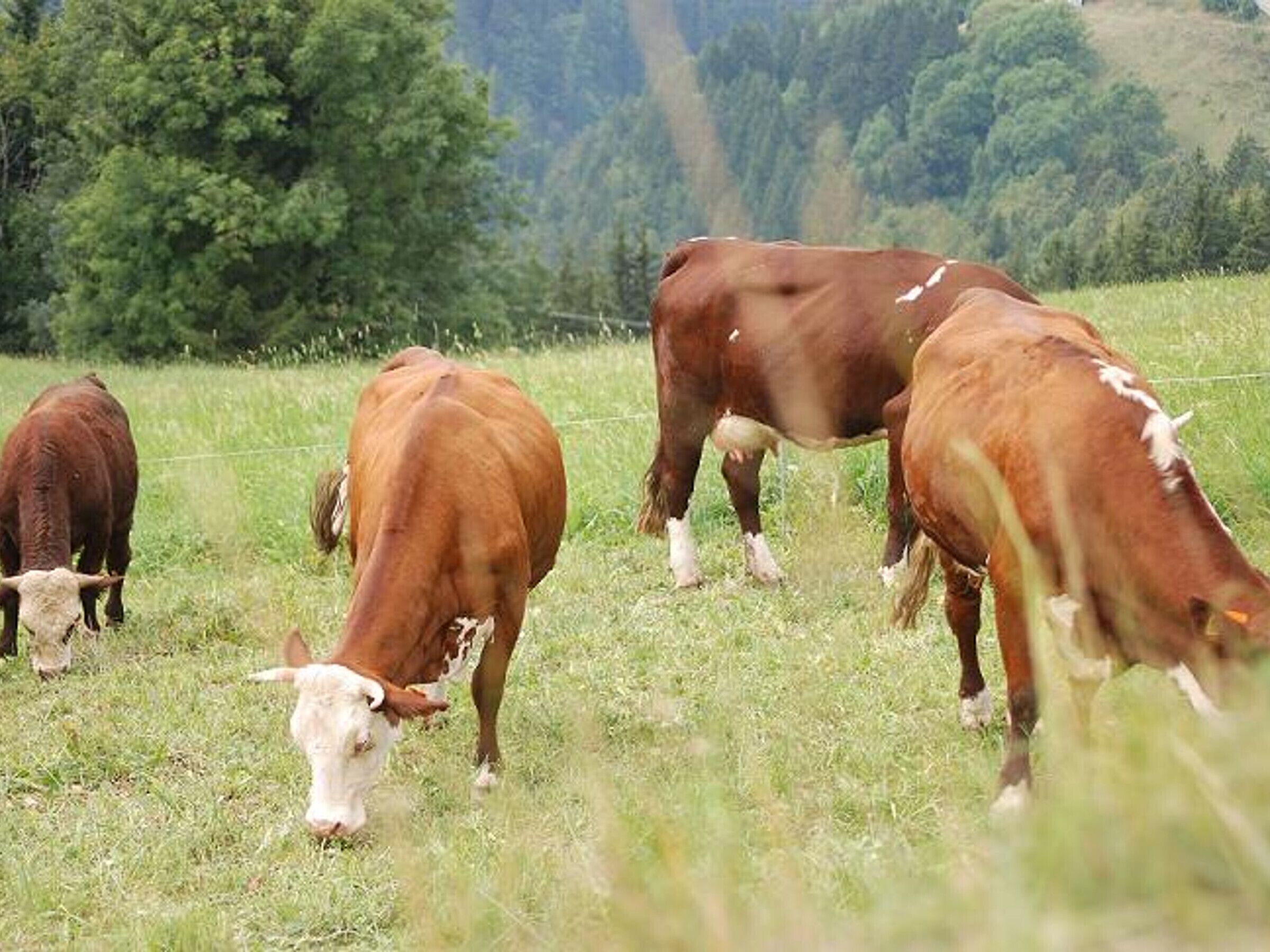 A group of cows grazing in a grassy field with trees in the background.
