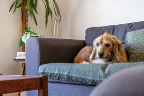 A dog resting on a grey sofa with a green cushion, a wooden chair, and a plant in the background. - Design-Led Edwardian Park-side Home Portsmouth - Holiday Home (Portsmouth)