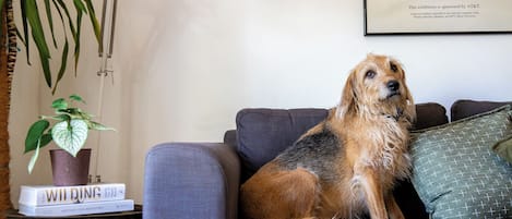 A dog sitting on a grey sofa with a framed picture of Jean-Michel Basquiat on the wall.