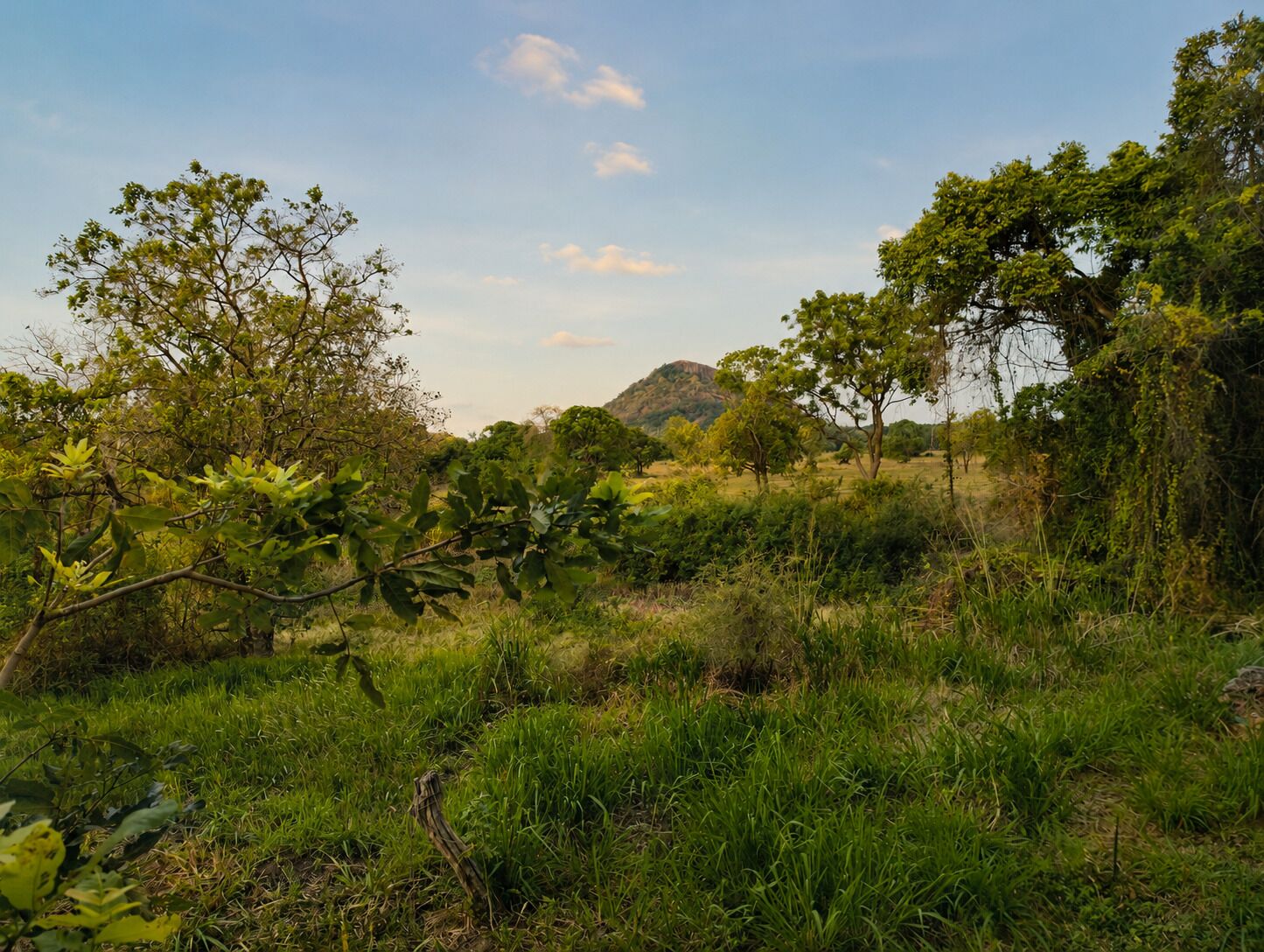 A natural landscape with trees and grass.