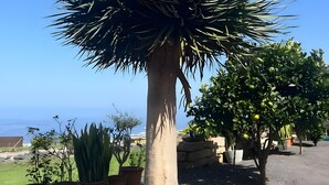 Uma grande planta de agave com tronco robusto e folhas pontiagudas, cercada por vasos de plantas e céu aberto.