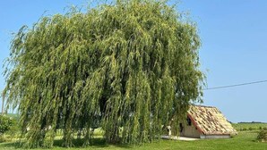 A rural setting with a weeping willow tree and a small house with a sloped roof.