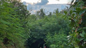 A stone pathway leading through a lush green area with dense foliage on both sides.