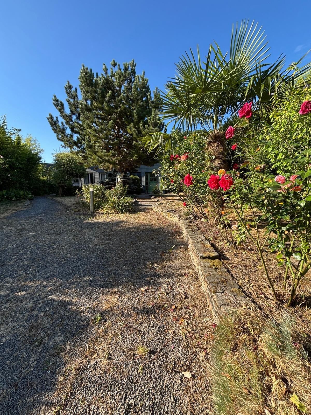 A gravel driveway leading to a house with a green door, surrounded by various plants and trees.