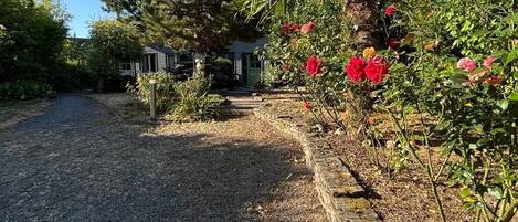 A gravel driveway leading to a house with a green door, surrounded by various plants and trees.