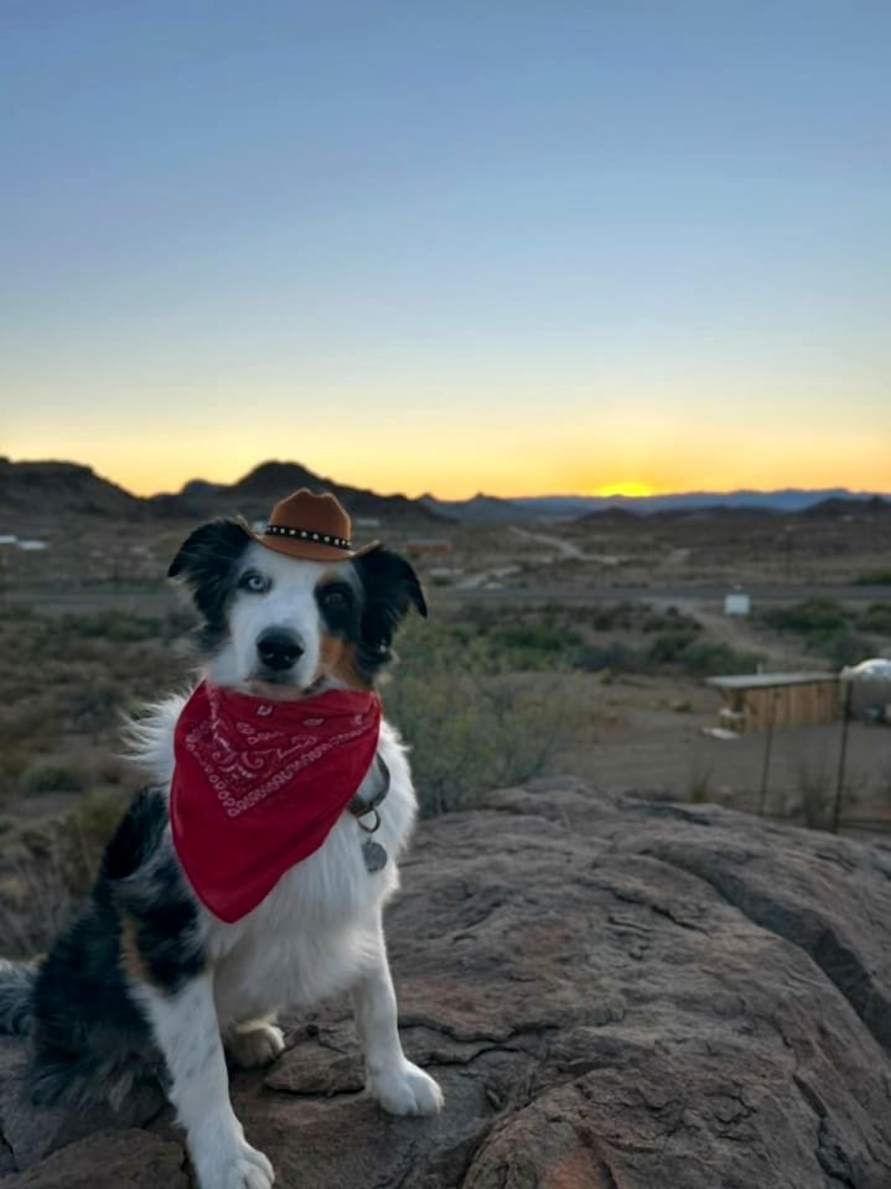 A dog sitting on a rock with a sunset in the background.