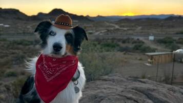 A dog sitting on a rock with a sunset in the background.