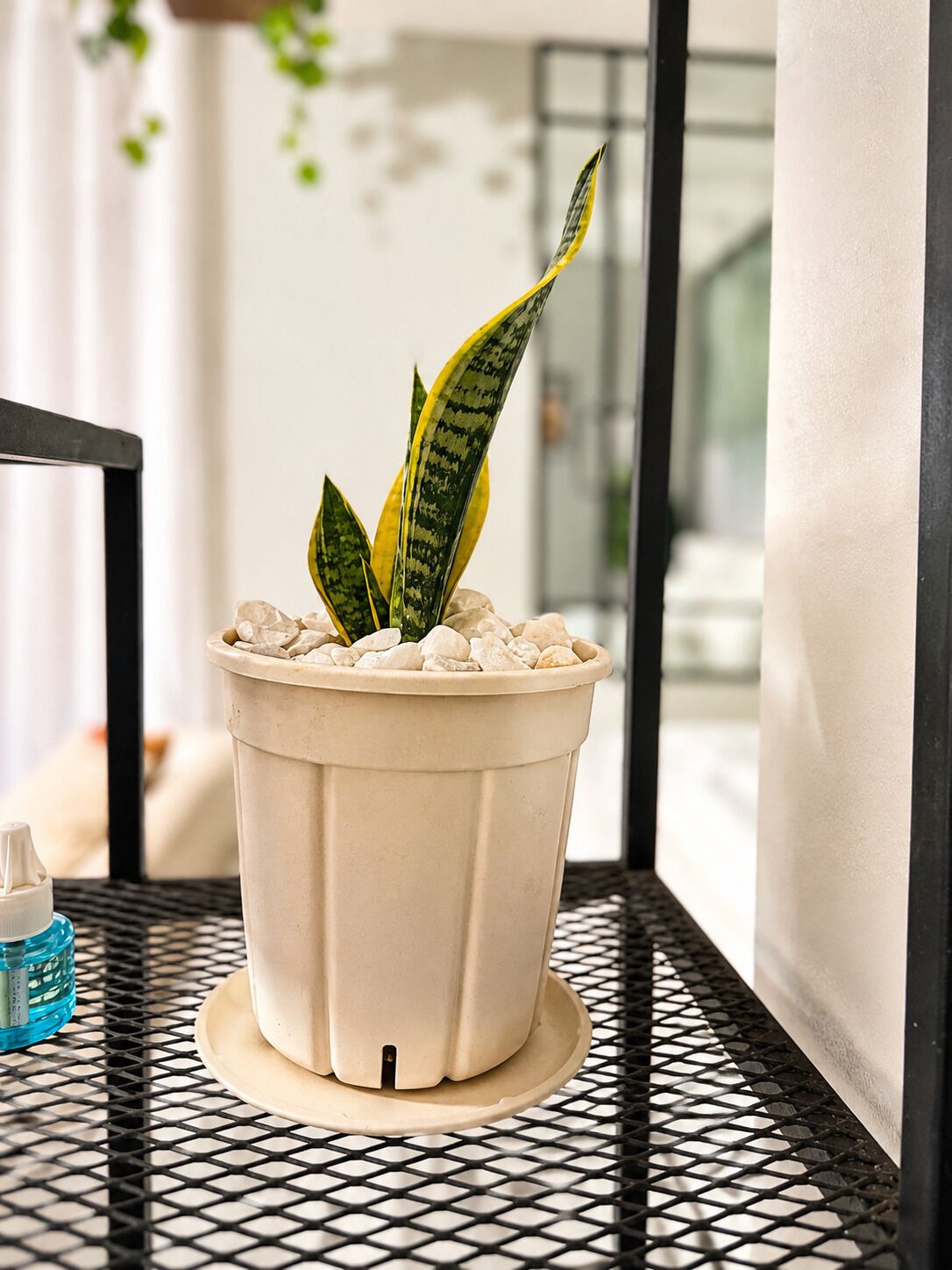 A potted plant with variegated leaves on a metal table.