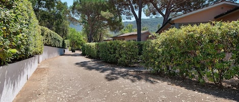 A paved driveway leading to a building with a white exterior and a red roof, surrounded by dense greenery and trees.