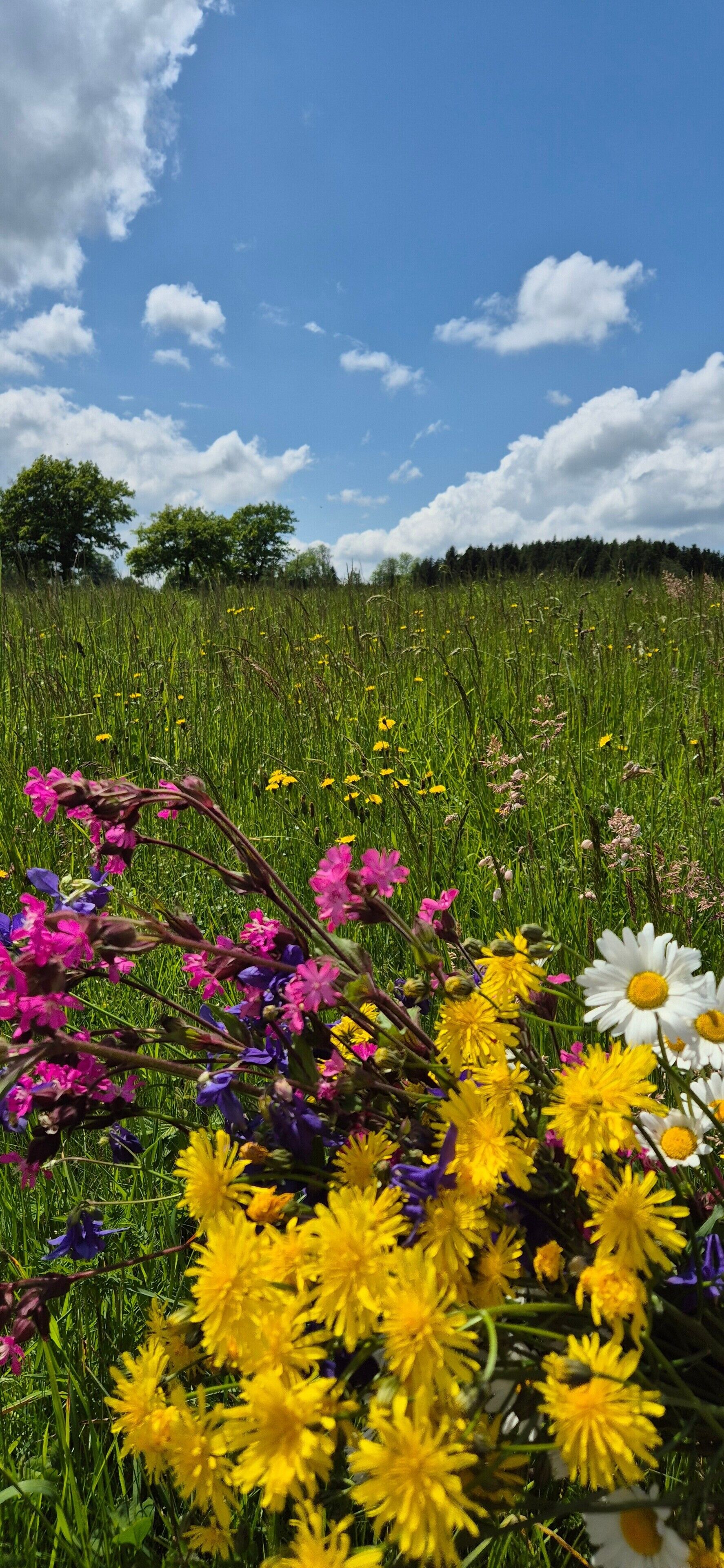 A field of wildflowers with a clear blue sky and trees in the background.